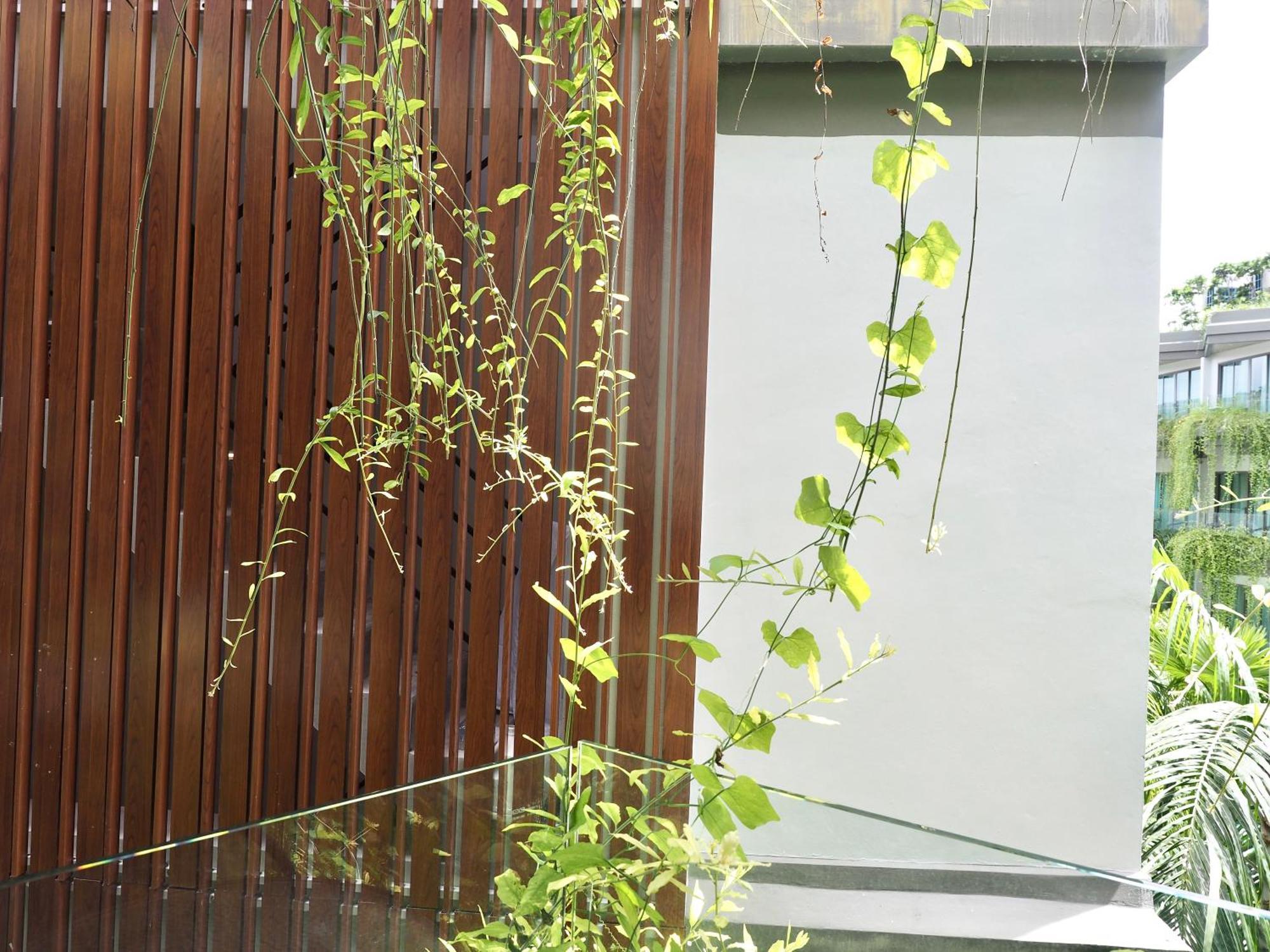 Panwaburi Beachfront Resort - SHA Extra Plus Exterior foto A green wall in Singapore